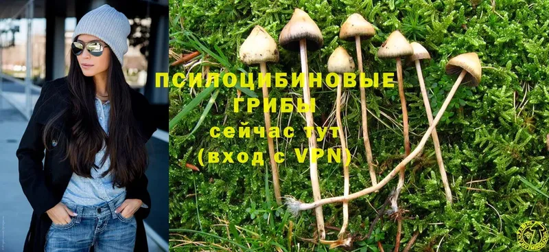 Псилоцибиновые грибы Psilocybe Торжок